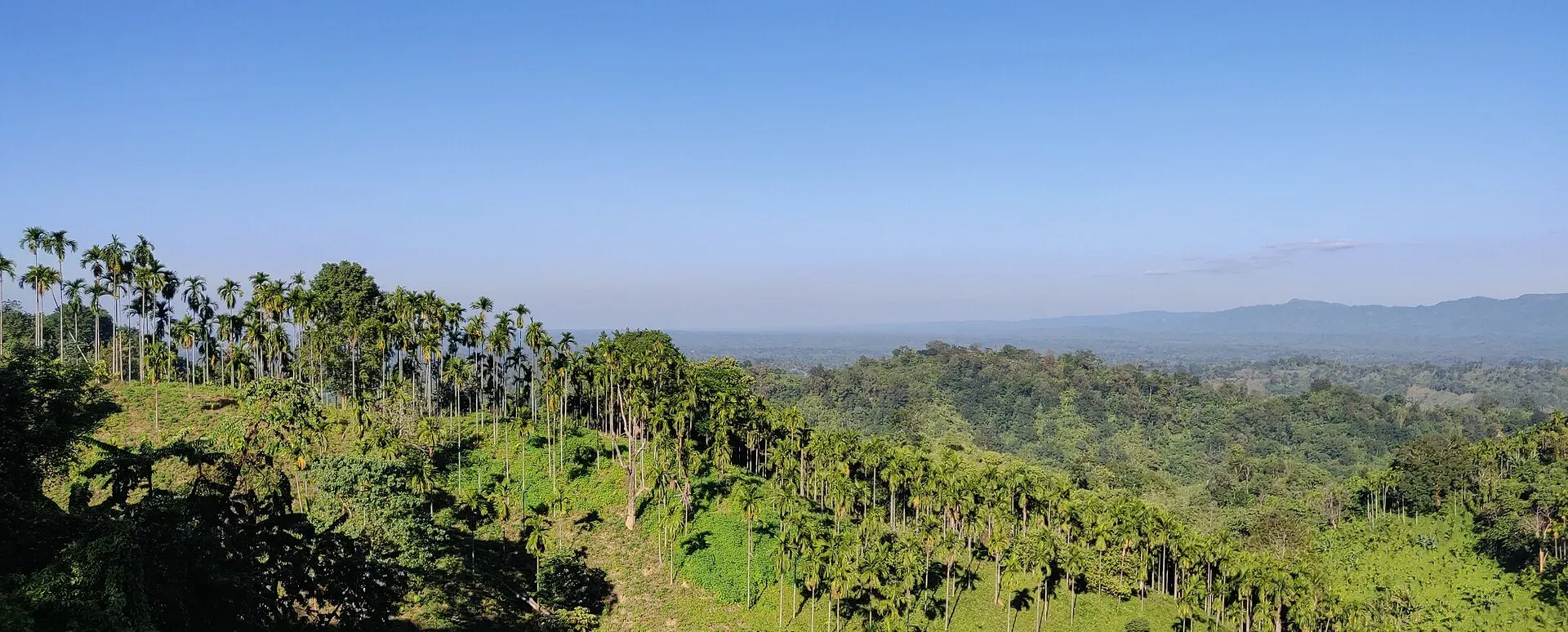 Betel-palm groves crowding the green ridges of the Jampui Hills, slopes stepping down to a hazy plain with mountain ranges along the horizon
