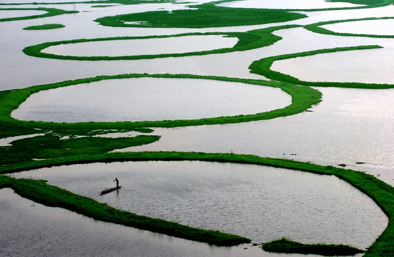 Circular rings of green phumdi vegetation on the silver water of Loktak Lake, a lone fisher poling a boat inside one ring